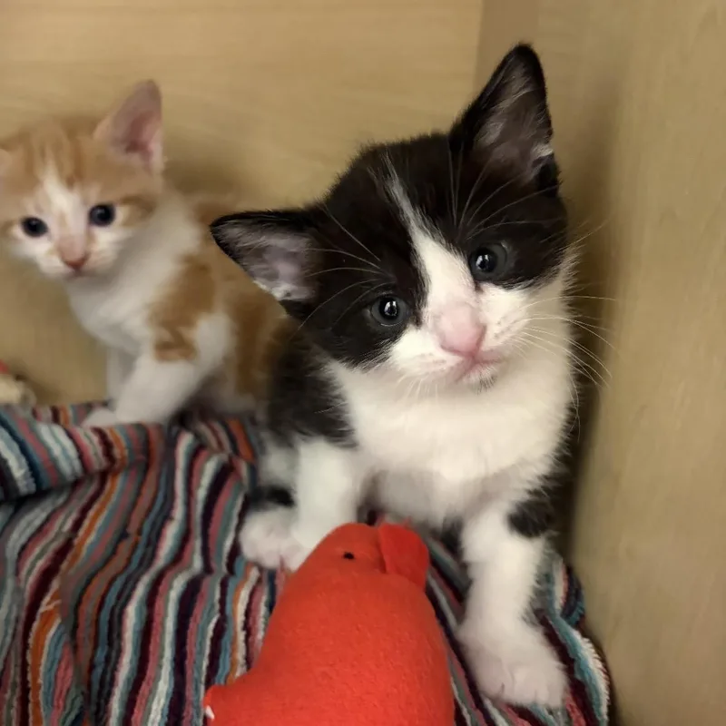 A baby large-sized male Black & White / Tuxedo Domestic Short Hair cat named Bo for adoption in Rochester Hills, MI
