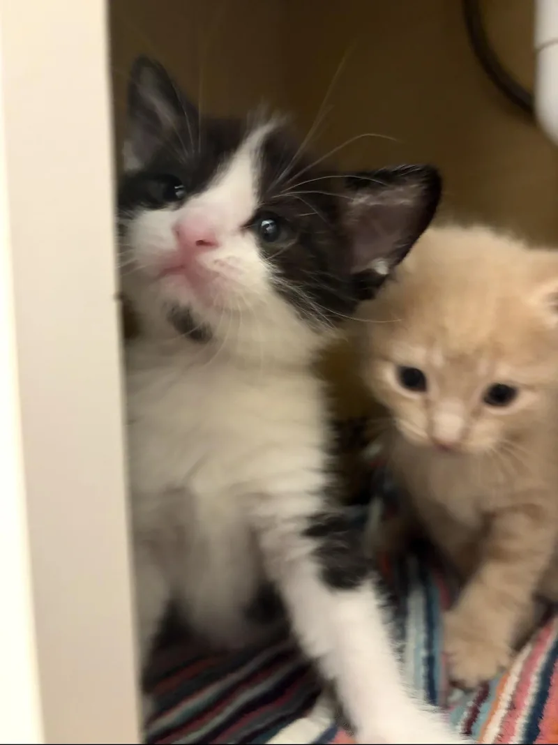 Bo thumbnail 3