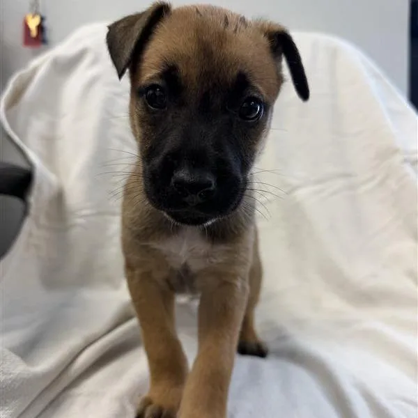 A baby small-sized female Shepherd dog named Branch for adoption in Hawthorne, CA