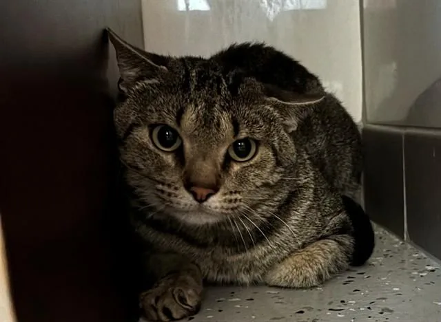 A young medium-sized male Domestic Short Hair cat named Oliver for adoption in Forney, TX
