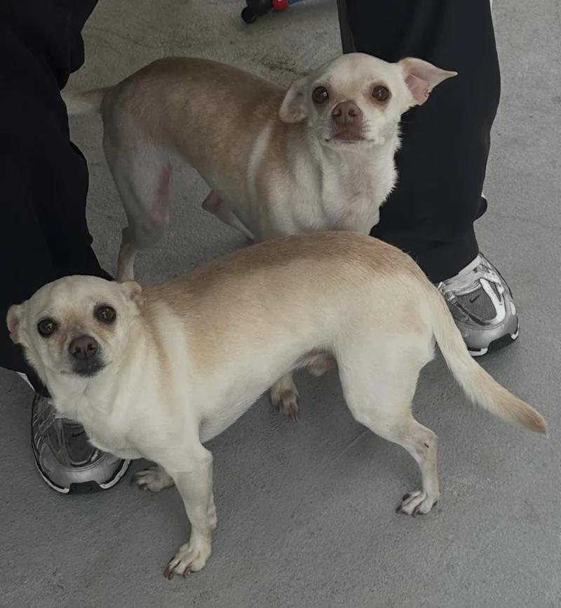 Rocky And Lulu Bonded