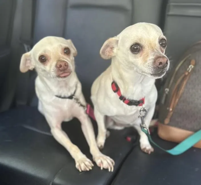 Rocky And Lulu Bonded thumbnail 2