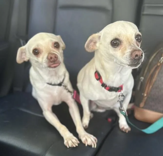 Rocky And Lulu Bonded thumbnail 3