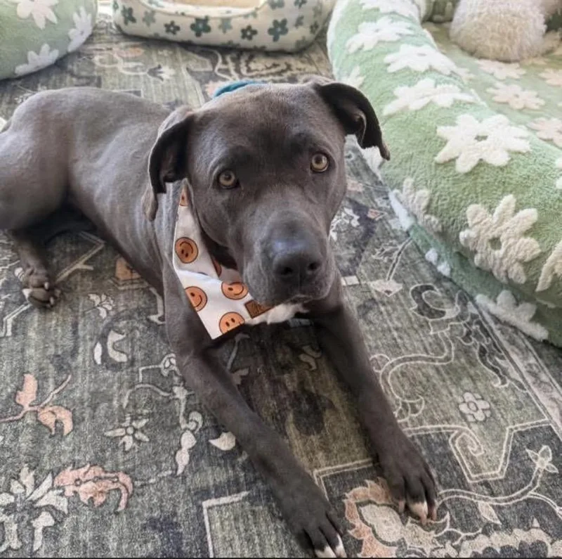 An adult large-sized female Pit Bull Terrier dog named Prada for adoption in Philadelphia, PA