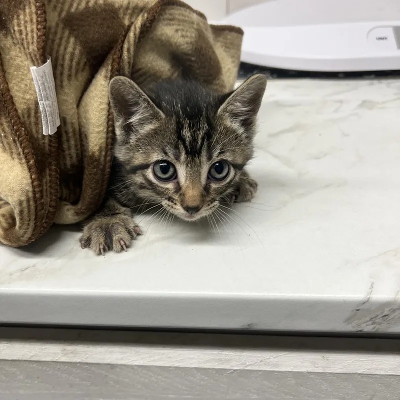 Amaretto