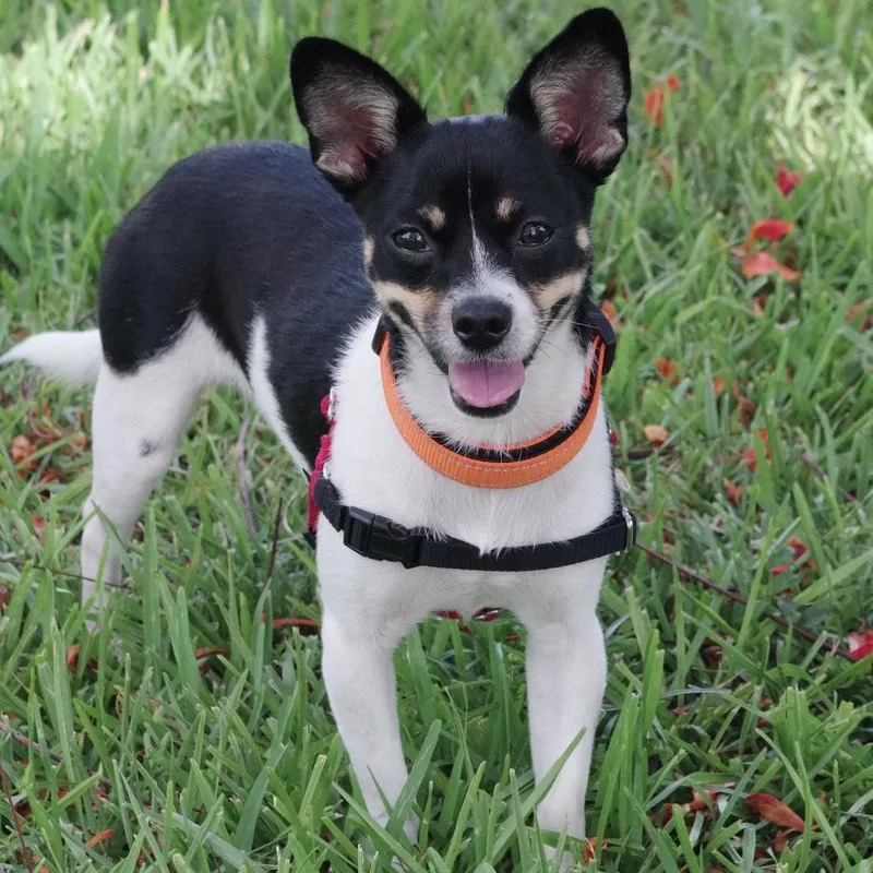 A baby small-sized female Black Chihuahua dog named Puppy Gypsy for adoption in Miami, FL