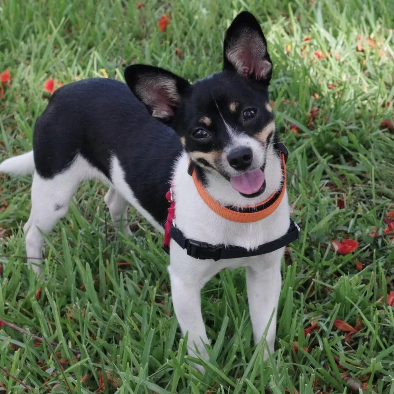 Puppy Gypsy thumbnail 2