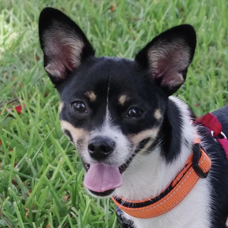 Puppy Gypsy thumbnail 3