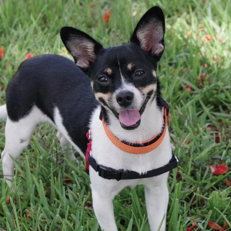 Puppy Gypsy thumbnail 4