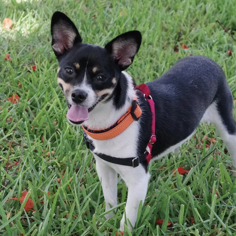 Puppy Gypsy thumbnail 5