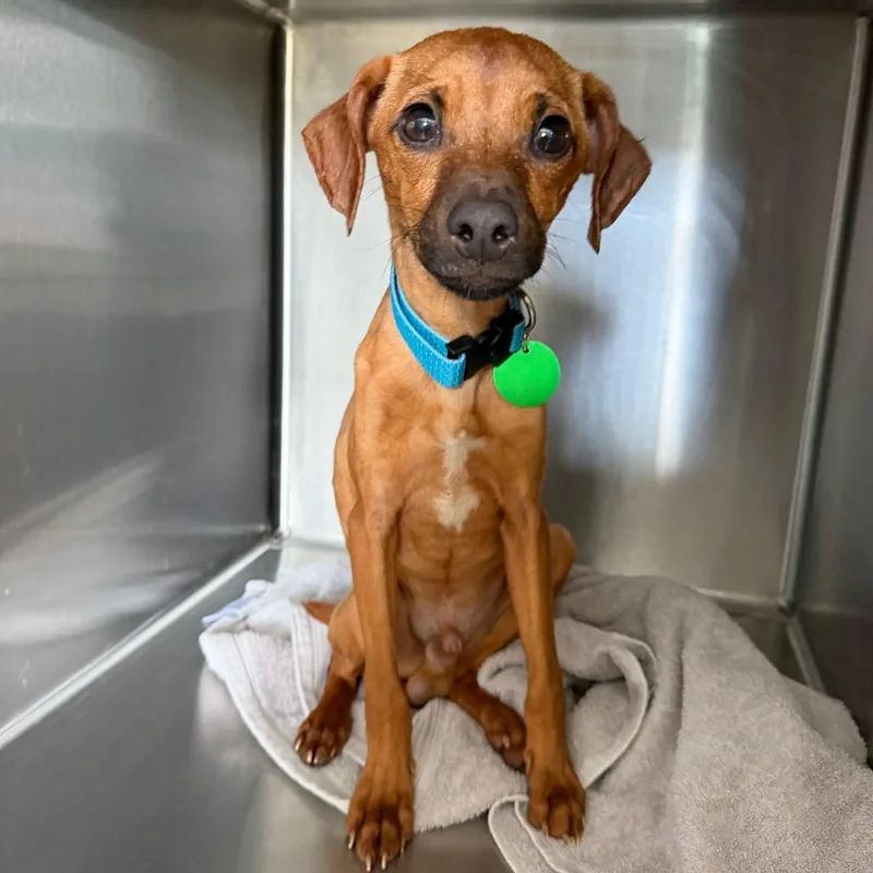 A young small-sized male Yellow / Tan / Blond / Fawn Pug dog named Peeps for adoption in New Orleans, LA