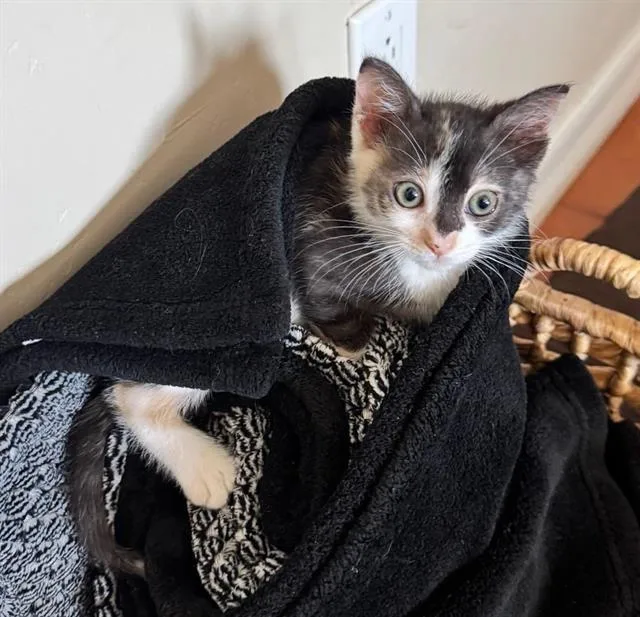 A baby small-sized female Domestic Short Hair cat named Gizmo for adoption in Chula Vista, CA