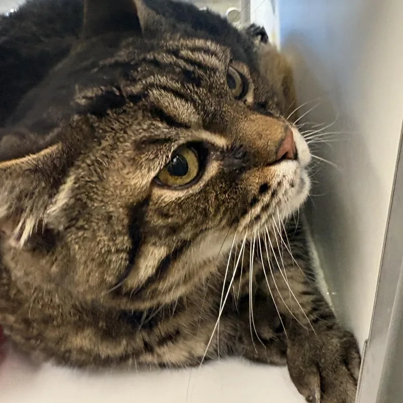 A senior extra large-sized male Domestic Medium Hair cat named Tank for adoption in Temecula, CA