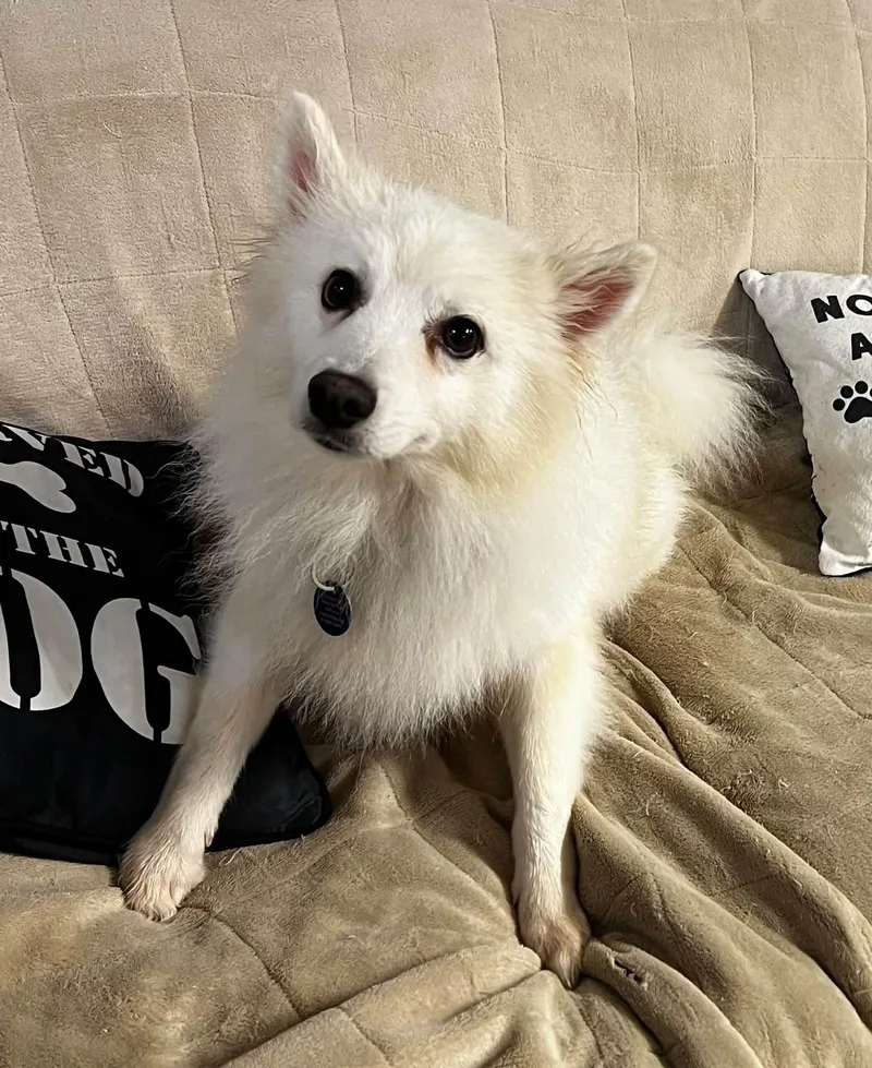 A young small-sized male White / Cream American Eskimo Dog dog named Ghost Malone for adoption in Cedar Rapids, IA