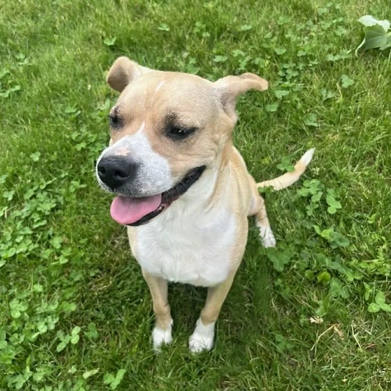 A young medium-sized female Yellow / Tan / Blond / Fawn Boxer dog named Nellie for adoption in Elyria, OH