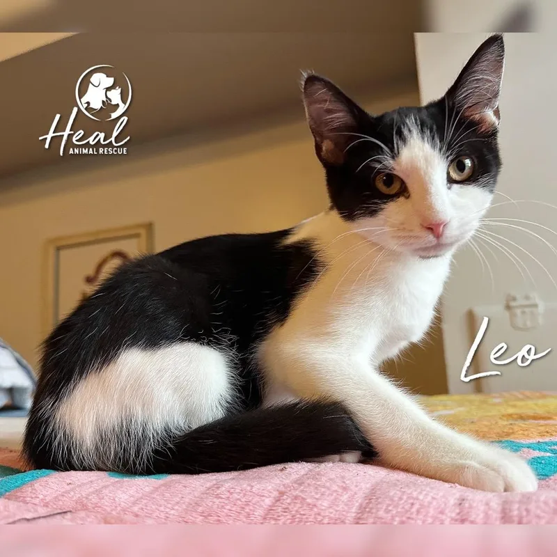 A baby small-sized male Black Domestic Short Hair cat named Leo for adoption in Youngwood, PA