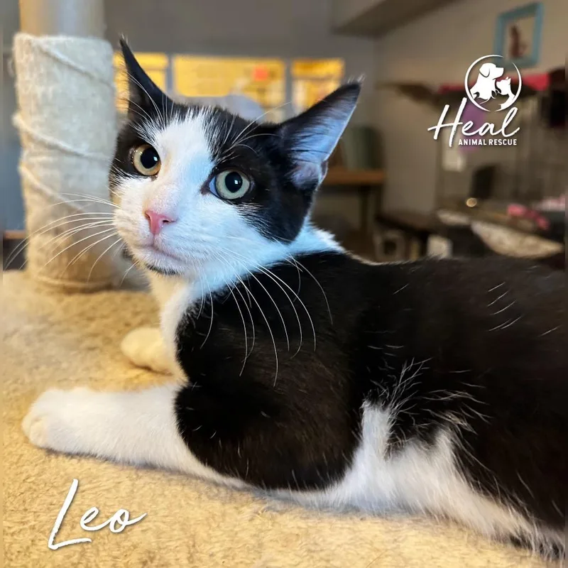 Leo thumbnail 2