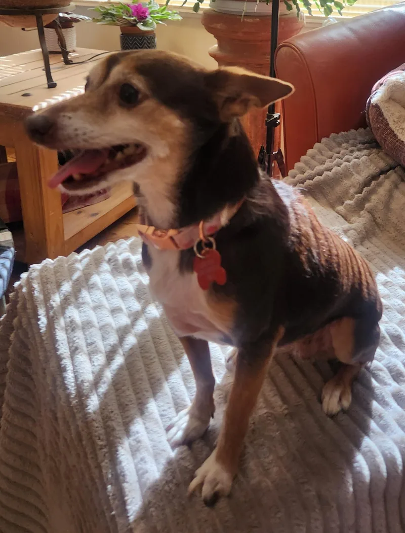 An adult small-sized female Brown / Chocolate Chihuahua dog named Penny for adoption in Yarnell, AZ