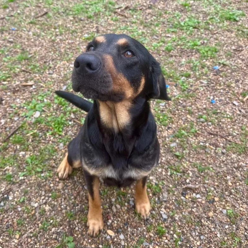 An adult medium-sized female Black Mixed Breed dog named Luna for adoption in Kansas City, KS