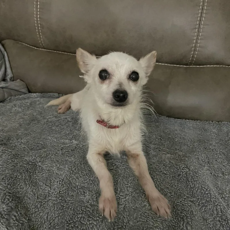 An adult small-sized male White / Cream Chihuahua dog named Cooper aka Dorito for adoption in West Jordan, UT