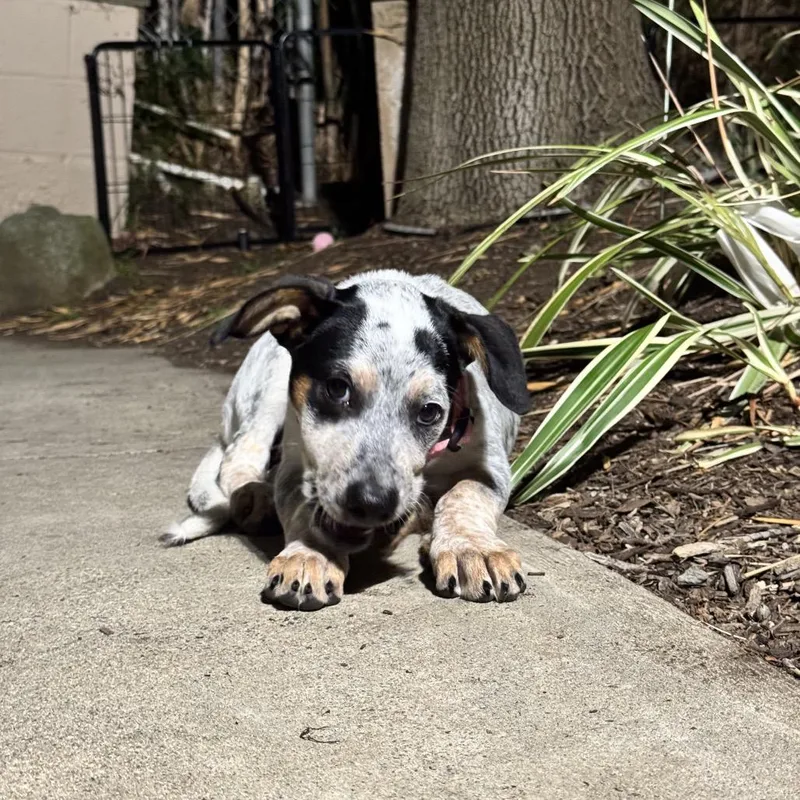 A baby small-sized female Cattle Dog dog named Dolly for adoption in San Diego, CA