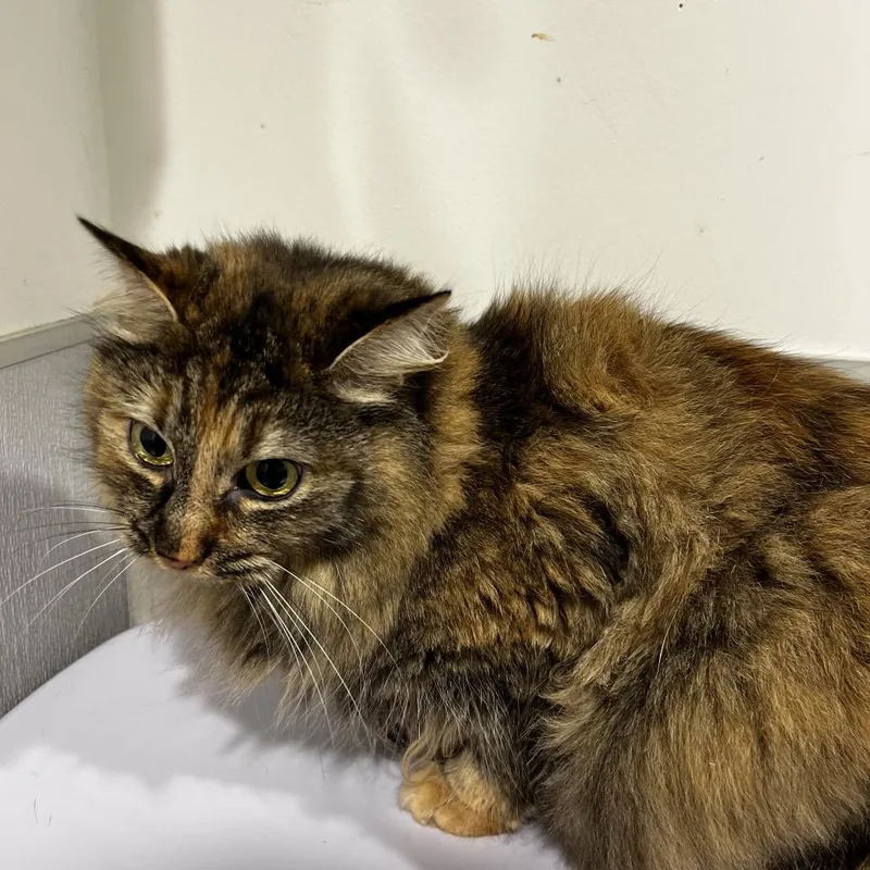 An adult medium-sized female Brown / Chocolate Domestic Long Hair cat named Meela for adoption in Tampa, FL