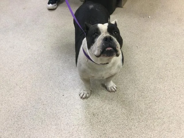 An adult small-sized female American Bulldog dog named Clarabelle for adoption in Riverside, CA