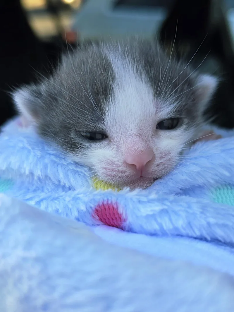 A baby medium-sized male Gray & White Domestic Short Hair cat named Mickey Joe for adoption in Johnson City, TN