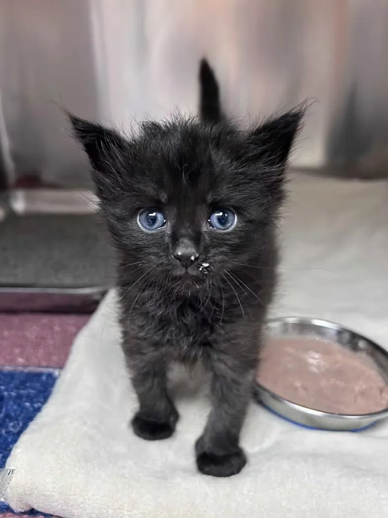 A baby medium-sized female Black Domestic Short Hair cat named Gimlet for adoption in Greensboro, NC