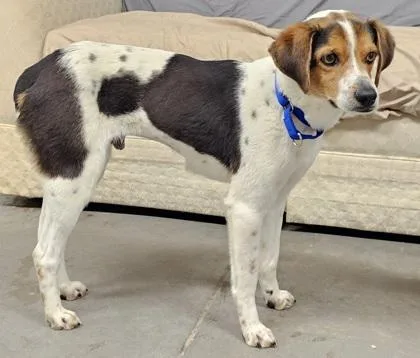An adult small-sized male Foxhound dog named Professor Beags for adoption in West Chester, PA
