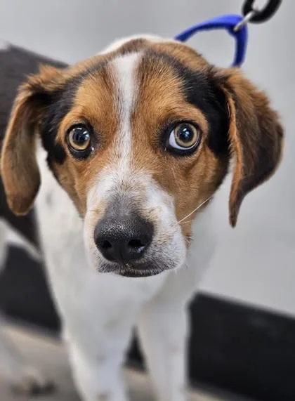 Professor Beags thumbnail 2