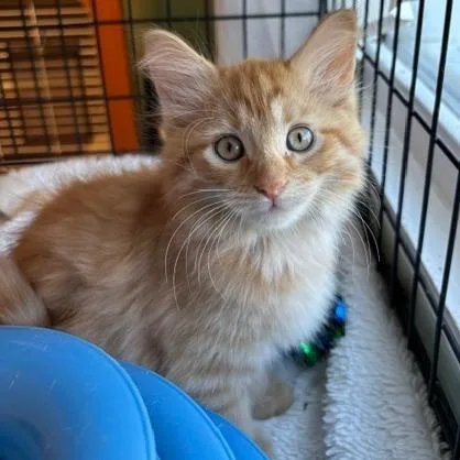 A baby small-sized male Orange / Red Domestic Short Hair cat named Hansel for adoption in South Elgin, IL
