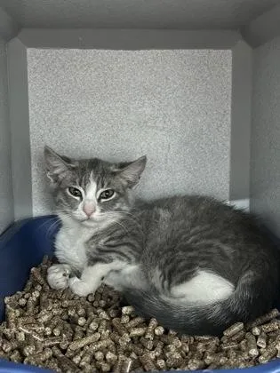 A baby small-sized male Domestic Short Hair cat named Cookies for adoption in Sacramento, CA