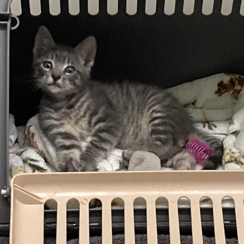 A baby small-sized male Gray / Blue / Silver Domestic Short Hair cat named Danny for adoption in St. Helena, CA