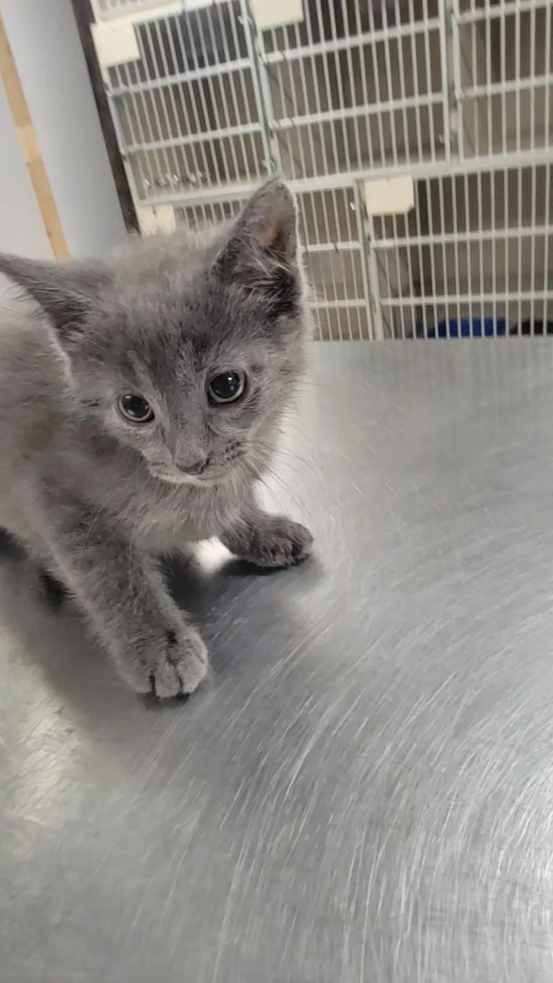 A young medium-sized male Domestic Short Hair cat named Howie for adoption in Salem, OH