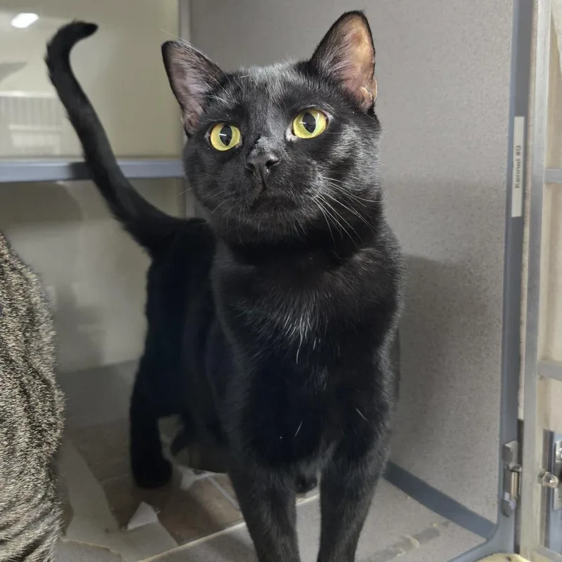 An adult small-sized male Black Domestic Short Hair cat named Onyx for adoption in Colorado Springs, CO