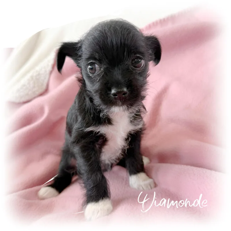 A baby small-sized female Black Terrier dog named Diamonde for adoption in Tulsa, OK