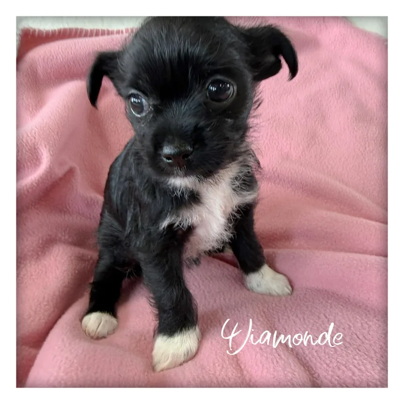 Diamonde thumbnail 3