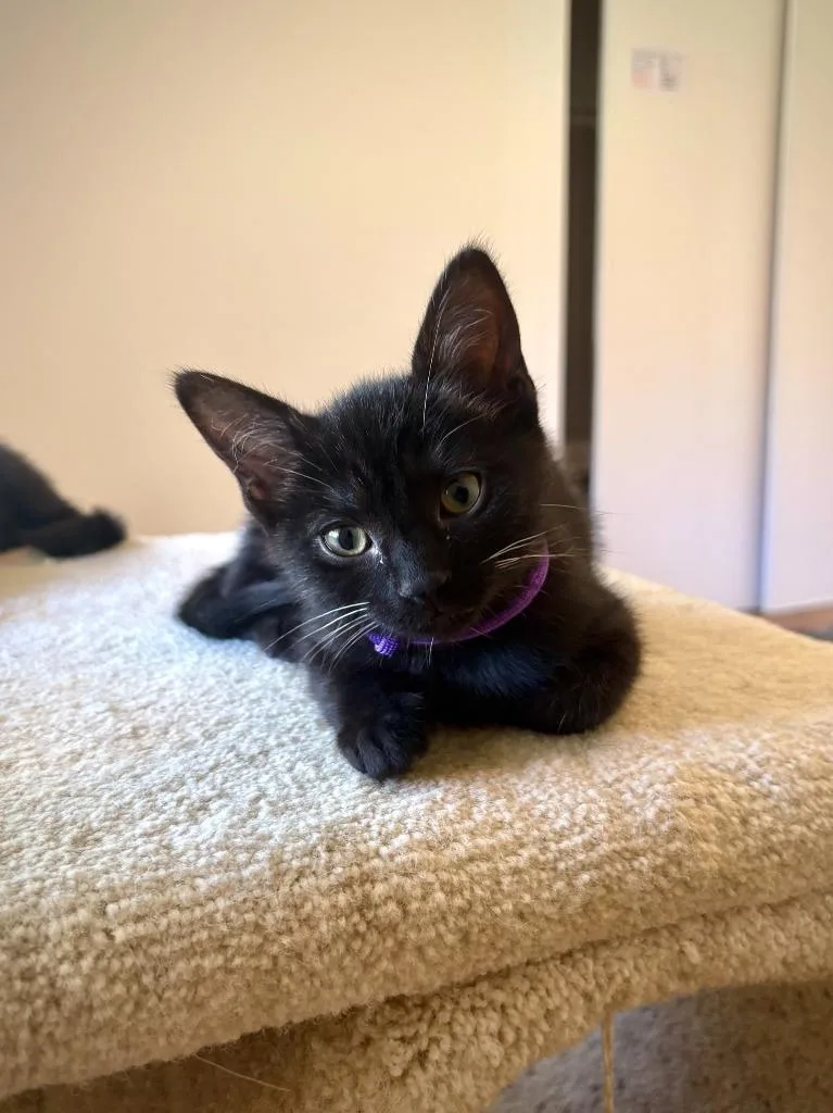 A baby small-sized female Domestic Short Hair cat named Azalea for adoption in Los Angeles, CA