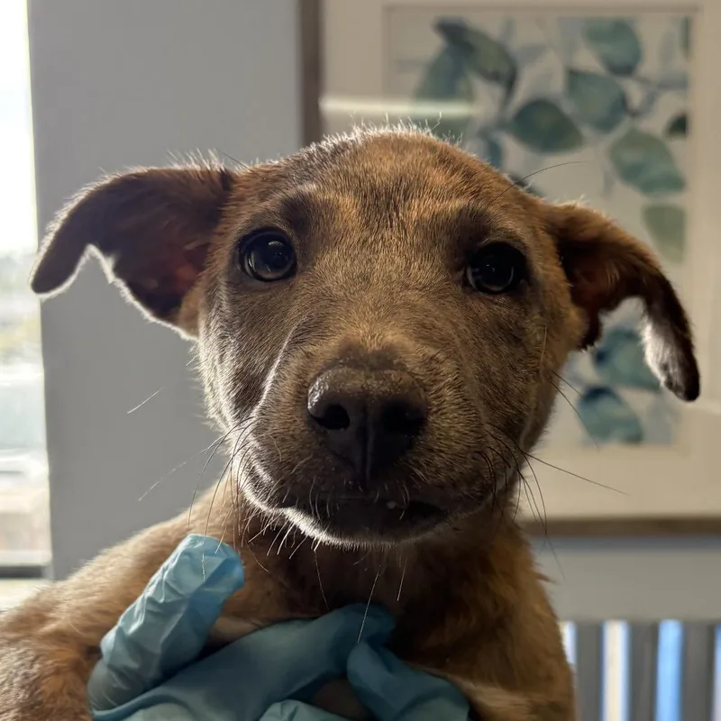 A baby small-sized female Yellow / Tan / Blond / Fawn Shepherd dog named Pearl for adoption in Flagstaff, AZ