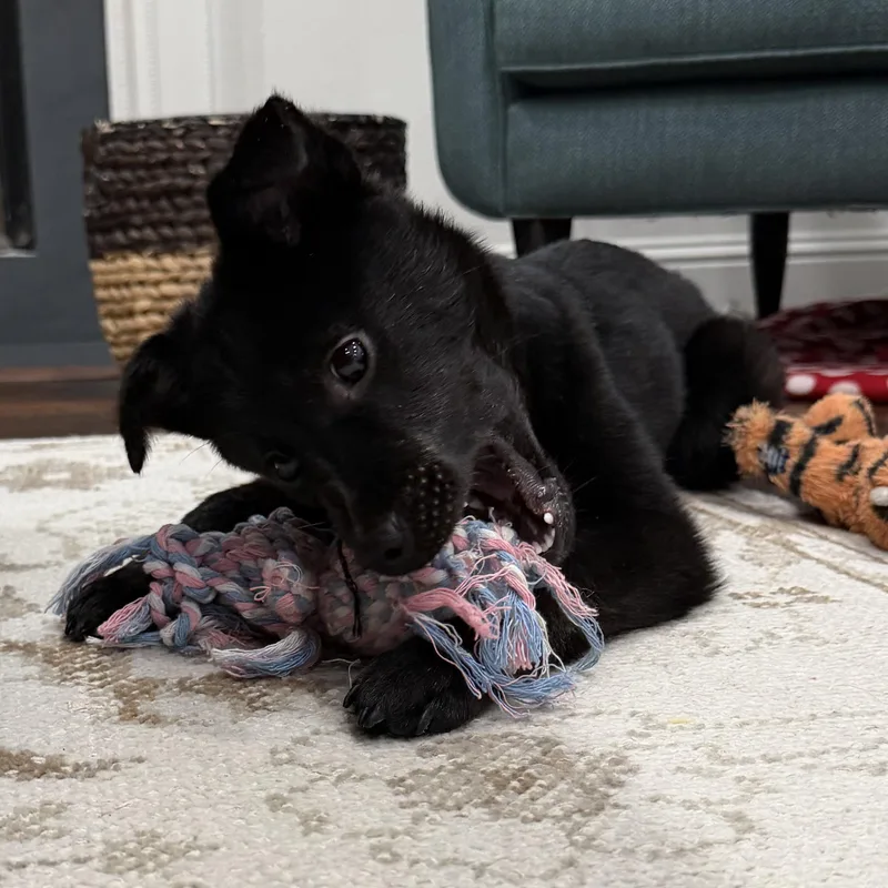A young small-sized female Jindo dog named Willow for adoption in San Jose, CA