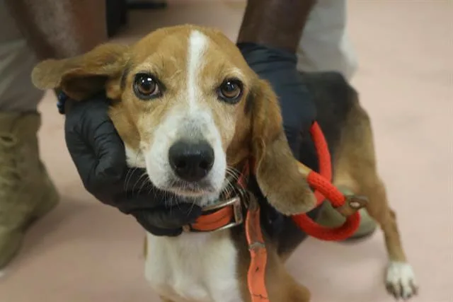 A young medium-sized female Mixed Breed dog named Aspen for adoption in Columbia, SC