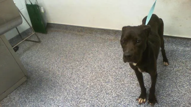 A young small-sized female Pit Bull Terrier dog named A for adoption in Charlotte, NC
