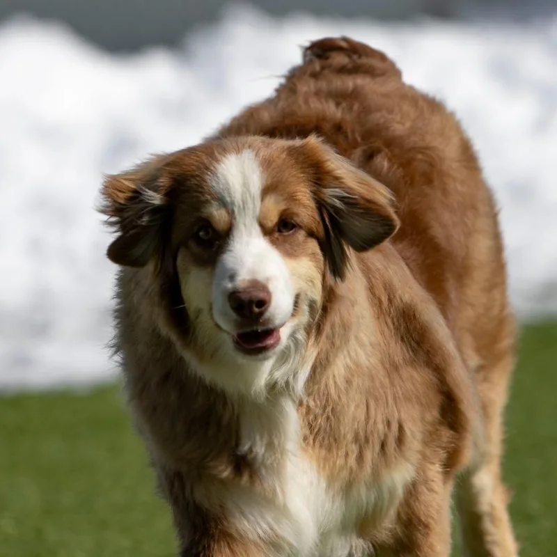 Dumpling thumbnail 2