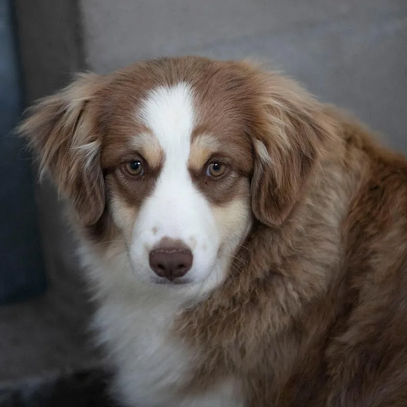 Dumpling thumbnail 3