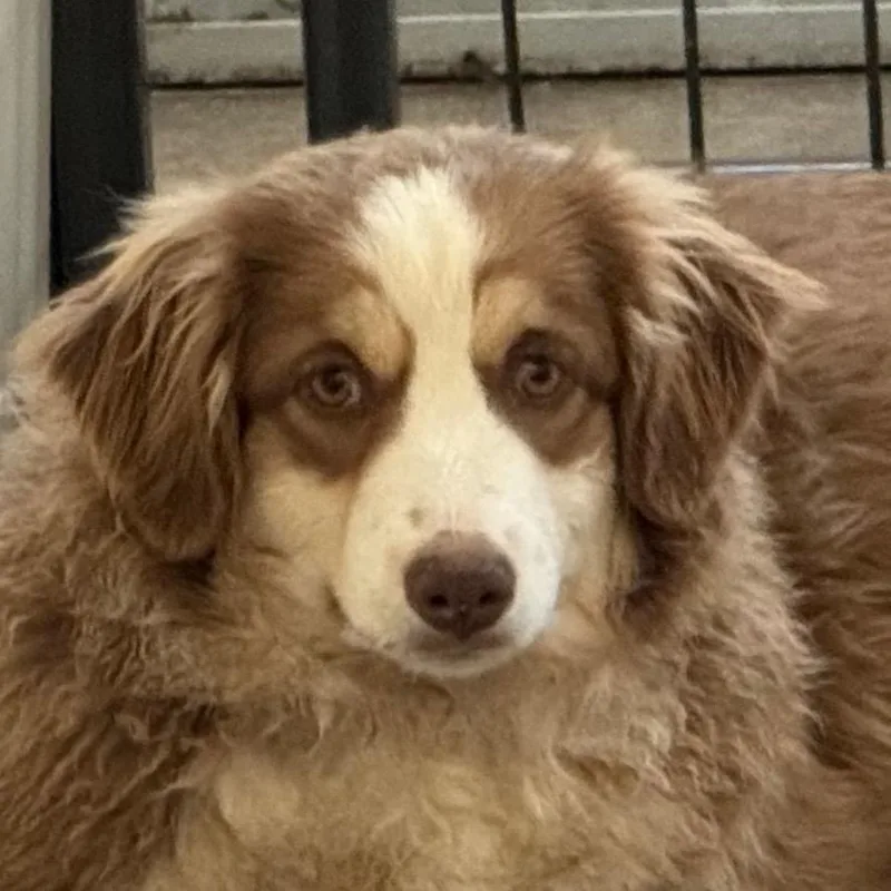 Dumpling thumbnail 4