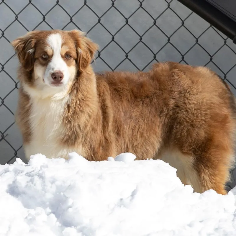 Dumpling thumbnail 5