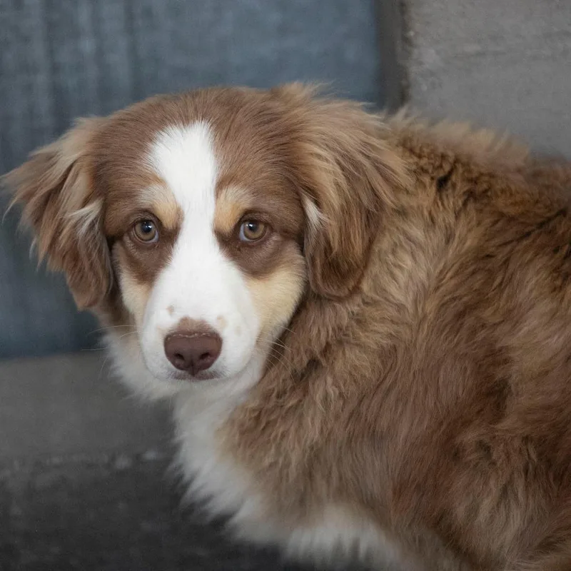 Dumpling thumbnail 6