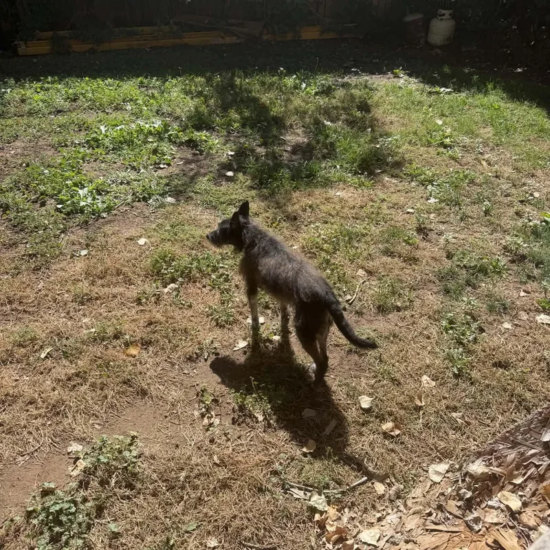 A senior small-sized male Terrier dog named Tommy for adoption in Loveland, CO