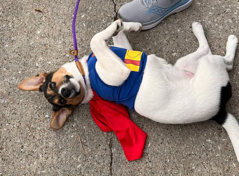A baby medium-sized male White / Cream Jack Russell Terrier dog named Benny for adoption in Sioux City, IA